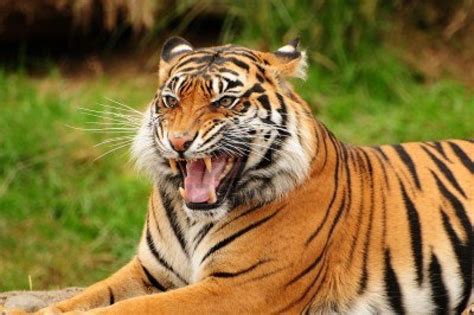 Gorgeous Sumatran tiger threatening its opponent by roaring Tiger ...