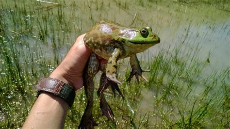 The Unstoppable Invasion: American Bullfrogs – Keep Calm and Fly Fish