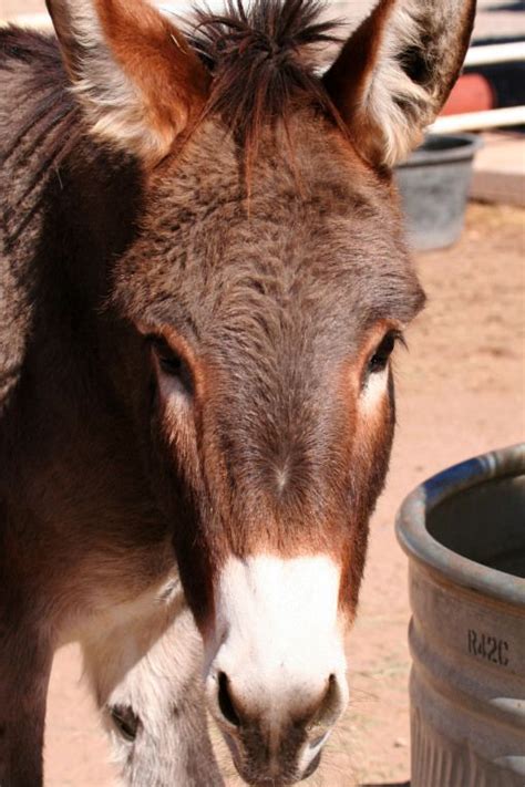 Fergus Fergus, Donkey, Tailed, Goats, Development, Cute, Pattern ...