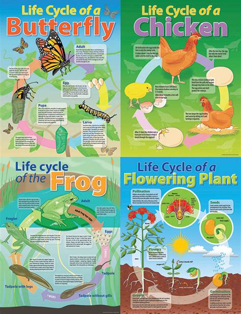 Life Cycle Poster - Set of 4