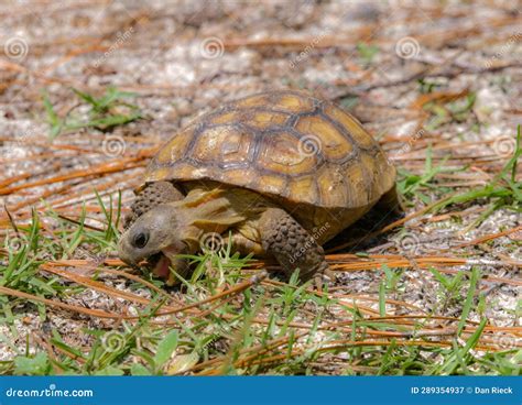 Baby Florida Gopher Tortoise - Gopherus Polyphemus - Eating Plants and ...