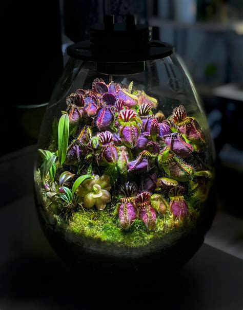 Carnivorous Plants Terrarium, Tropical Terrariums, Tropical Plants ...