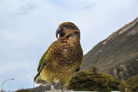 The 10 Most Beautiful Animals in New Zealand