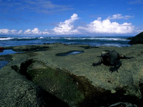 Marine Iguana | Species | WWF