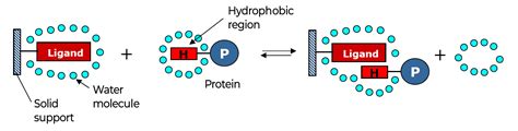 Analysis & purification of proteins: HIC, the separation of molecules ...