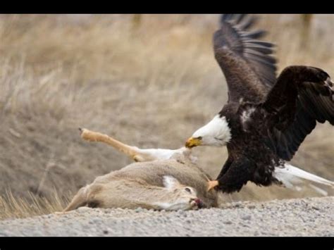 Eagle Gallery: american bald eagle diet