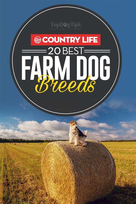 20 Best Farm Dog Breeds for Living in the Country