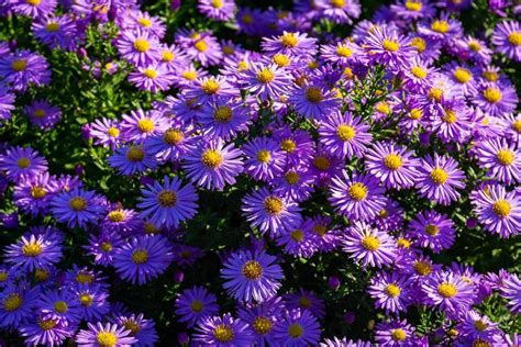 7 Reasons Why Asters Fail to Bloom (And What to Do About It)