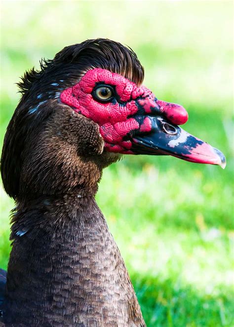 33 Muscovy Duck Facts: Red-Faced Musky Duck-Goose | JustBirding