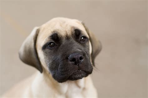 File:Bullmastiff puppy fawn portrait.jpg