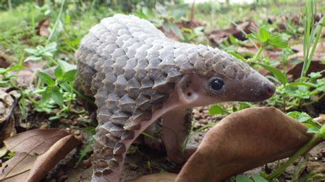 Filhote de pangolin