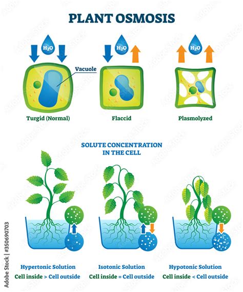 Plant osmosis vector illustration. Cell water absorption process ...