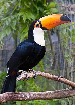 Toco toucan Facts for Kids