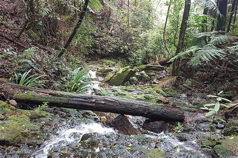 Hiking in Springbrook National Park, QLD | Snowys Blog