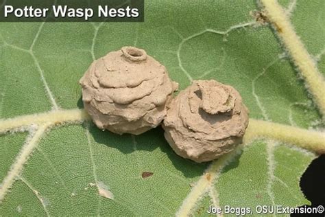 Potter Wasp Nests | Wasp nest, Wasp, Potter