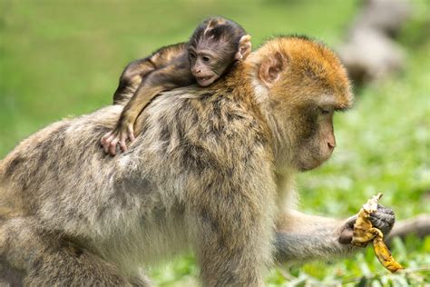 รูปภาพ : ธรรมชาติ, สัตว์ป่า, สวนสัตว์, หนุ่มสาว, โรแมนติค, สัตว์เลี้ยง ...