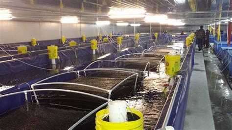 Shrimp Farming Biofloc Technology