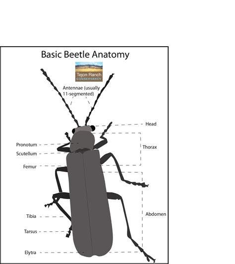 Tejon Ranch Conservancy Blog: Wildlife Profile: Beetles