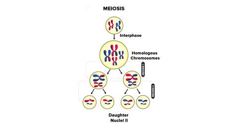 How many haploid cells are formed at the end of meiosis II?