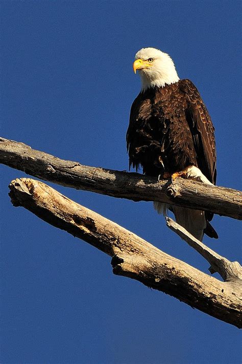 Bald Eagle Sitting On Branch Photograph by Hella Zaiser