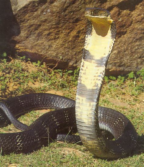 King Cobra | Snake Facts and Photos-Images | The Wildlife