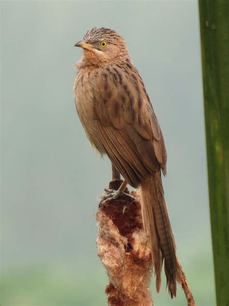 Confessions of a Global Birder: Some birds of Okhla Bird Sanctuary, New ...