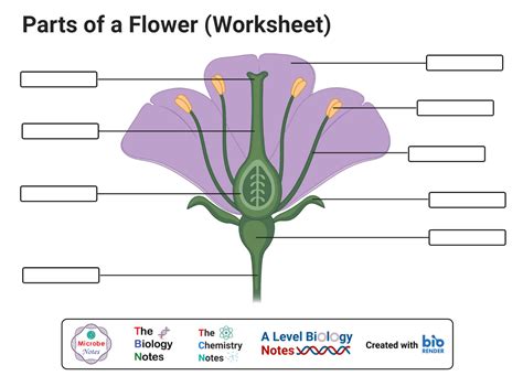 Parts of the flower worksheet