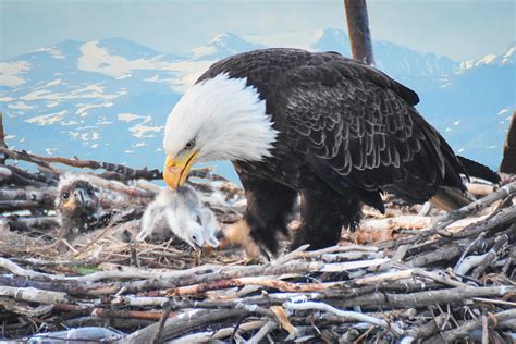 Bald Eagle feeding Chick Photograph by Ed Stokes - Pixels