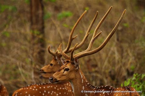 Wildlife Photography: Spotted Deer at Nagarhole National Park ...