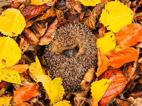 When do hedgehogs hibernate? | Love The Garden