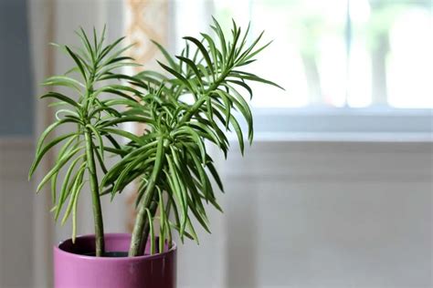 Happy Bean Plant Care Guide (Peperomia Green Bean) - Geeky Greenhouse