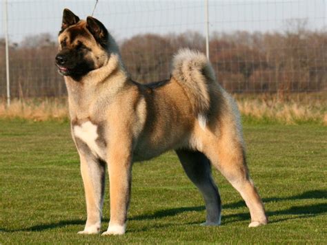 The Akita (American) – an affectionate and noble dog breed – Champernoune