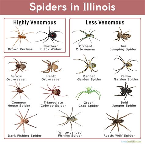 Illinois Spiders Identification Chart