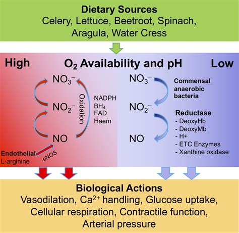 The effects of nitrates and nitrites on the cardiovascular system ...