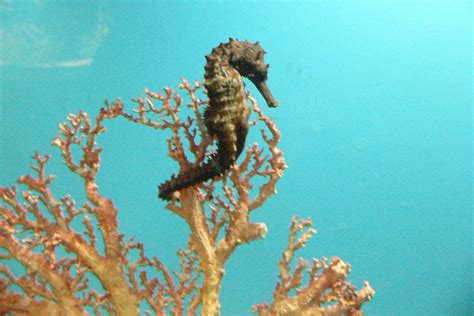 Top Ten Facts about Seahorses