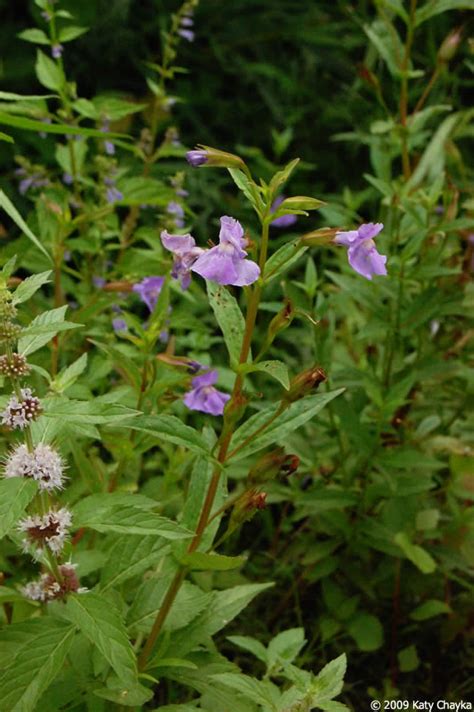 Mimulus ringens (Allegheny Monkey Flower): Minnesota Wildflowers