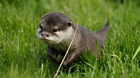 Cute River Otter Wallpaper