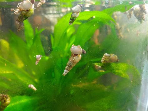 Malaysian Trumpet Snails Breeding