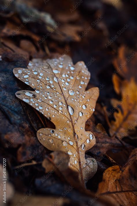 Autumn leaf. Leaf close up. Oak leaf. Stock 写真 | Adobe Stock