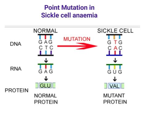 Pin on genetics