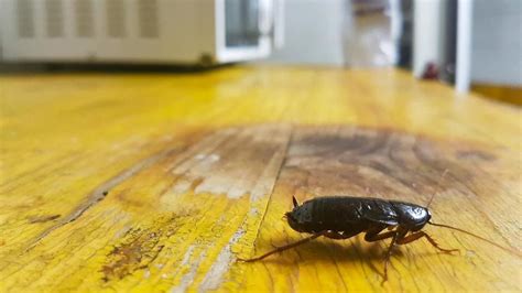 What Are Signs Of Cockroach Infestation In The House? – Forbes Home