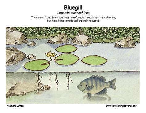 Bluegill