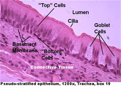 Pseudostratified Columnar Epithelium 2232 | The Best Porn Website