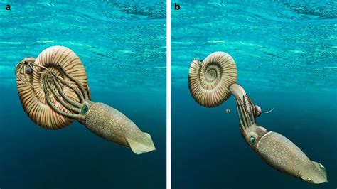 This Ammonite Was Fossilized Outside Its Shell - The New York Times