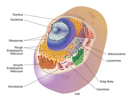 Human Cell Model For Kids