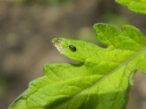 Gardens + Insects: Black Bugs on Tomato Plant Revisited - ANSWERED