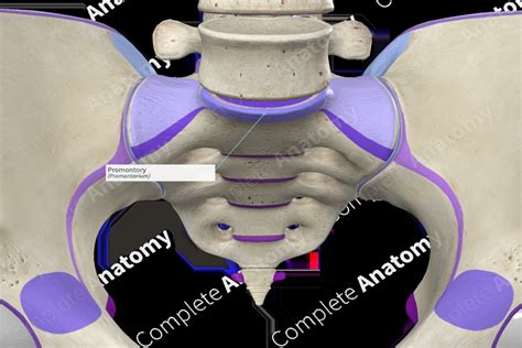 Promontory | Complete Anatomy