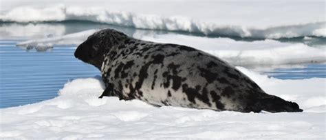 Hooded Seal - A-Z Animals