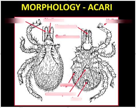 Mider (acari) Diagram | Quizlet