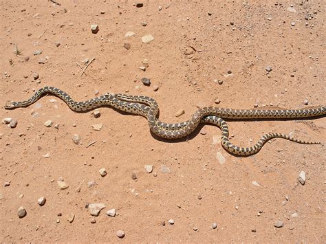 Two gopher snakes: Sheets Gulch, Utah